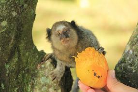 Nature Wildlife Cute