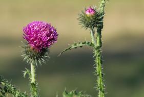 Thistle Plant Spikes