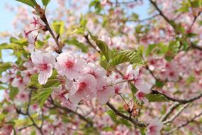 Flowers Cherry Blossoms Branch