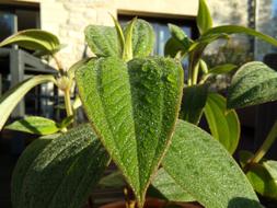 Leaves Flowers Greens