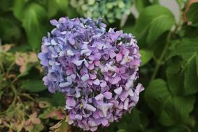 Flower Istanbul Turkey