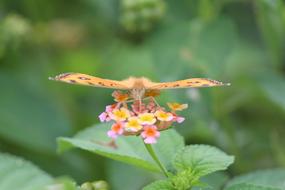 Butterfly Nature Wings