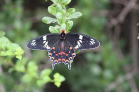 Butterfly Garden Nature Crimson