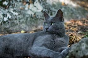 Nature Animal Mammal