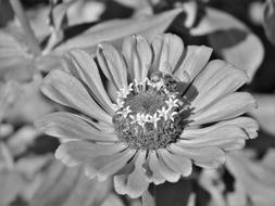 Flower Black And White