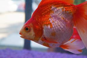 Fish Aquarium Underwater