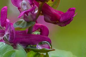 Corydalis Hollow Blossom