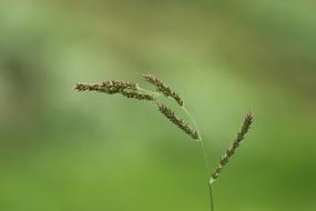 Nature Outdoors Grass