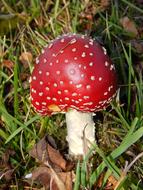 Fly Agaric Mushroom Autumn