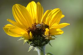 Sunflower Flower Bee