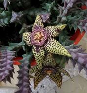 Cactus Flower Flowering