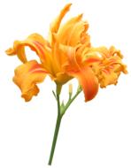 Flower Stem Day Lily