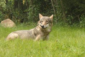 Wolf Nature Animal