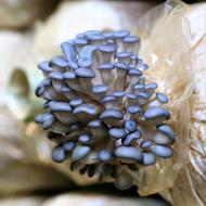 Mushroom Fungus Nature