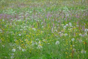 Mountain Meadow Wild Flowers