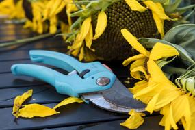 Autumn Scissors Pruning Shears