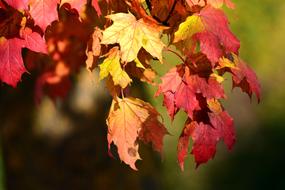 Maple Leaves Autumn