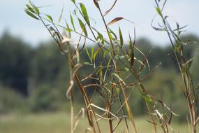 Masuria Sweet Rush Nature