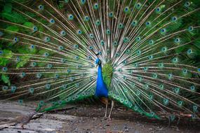 Peacock Green Feathers