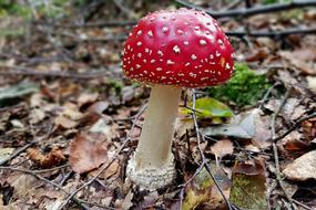 Mushroom Fly Agaric Toxic
