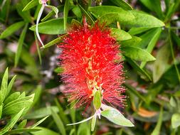 Bottle Brush Flower Nature Flora