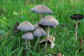 Mushrooms Nature Fall