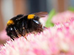 Hummel Macro Close-Up Photography