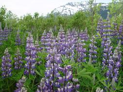 Lupine Alaska Blue