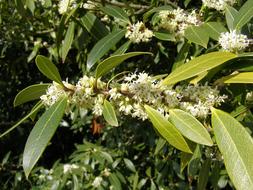 Osmanthus Autumn Plant