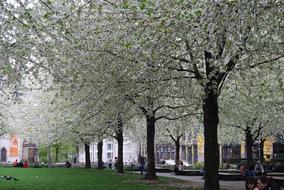 Leipzig Avenue Blossom