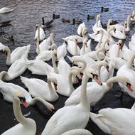 Swans Wild Birds Nature