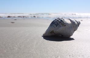 Shell Beach Sun