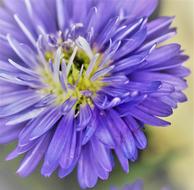 Flower Nature Summer