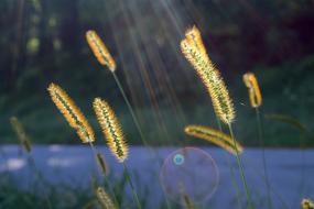 Sunlight Plant Glowing