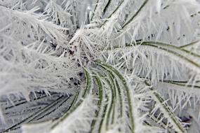 Plant Ice Winter