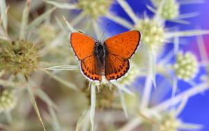 Butterfly Red Insecta