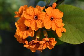 Yellow Flowers Petal Blooming