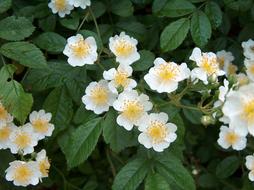 Flowers Spring Nature