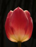 Flower Nature Tulip