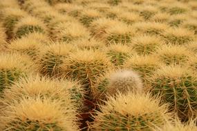Cactus Dry Nature