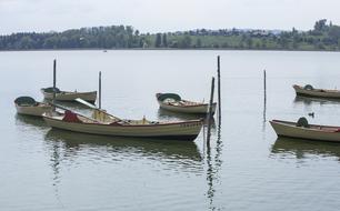 Lake Nature Pfaffikersee