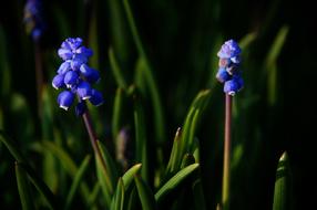 Flower Garden Close Up