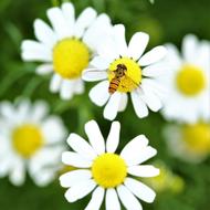 Daisy Flower Bee
