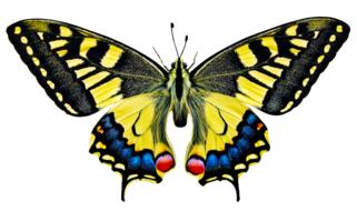 Nature Animals Butterfly