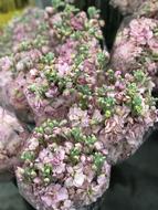 Flower Flora Blooming