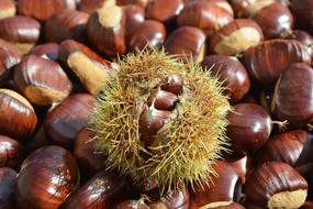 Chestnut Bug Open Chestnuts