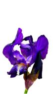Iris Blue Flower