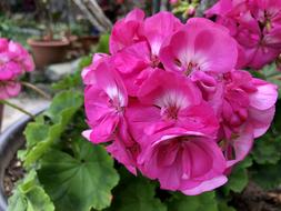 Flower Nature Plant Garden