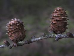 Tap Larch Cones Pine