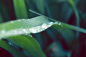 Just Add Water Plant Dew